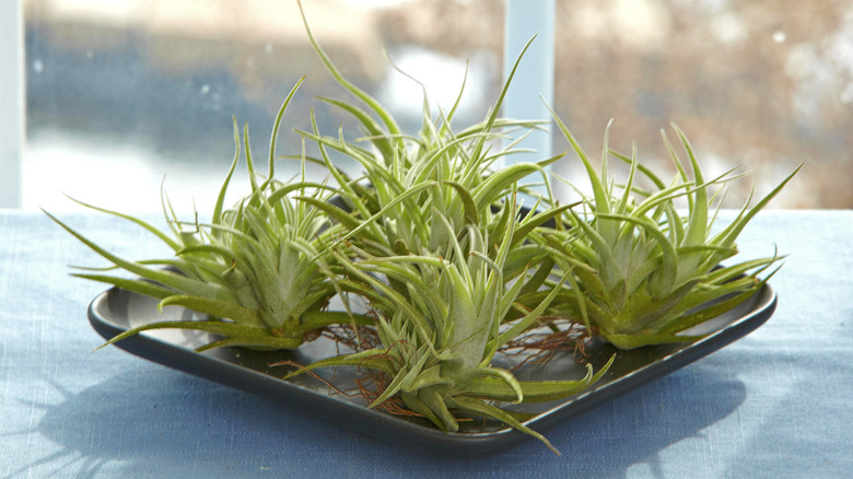 An array of air plants