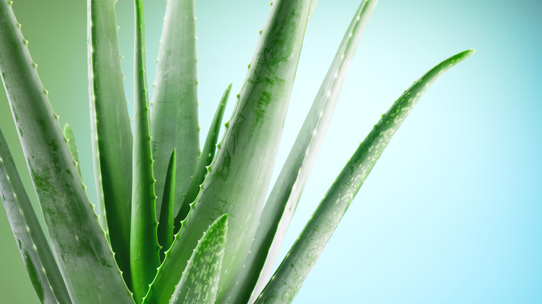 Aloe vera plant