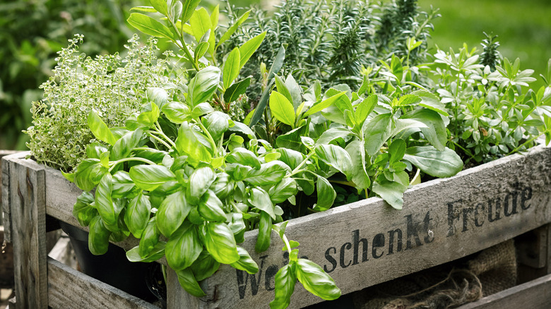 Herbs in a basket