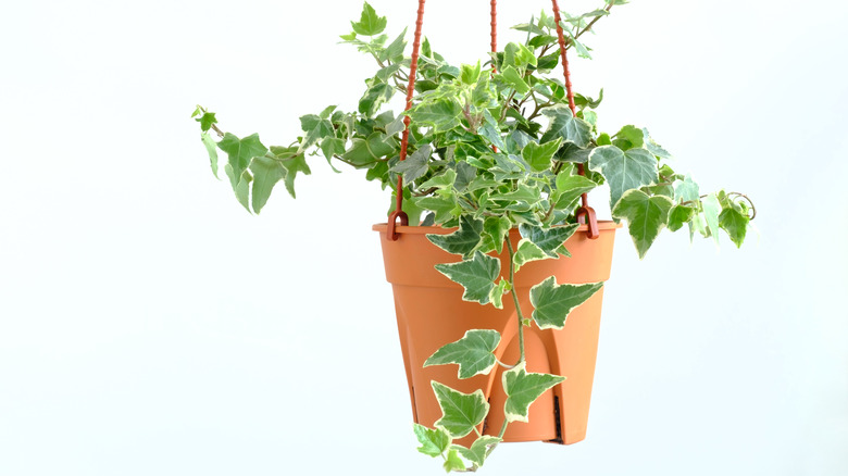 English ivy plant hanging