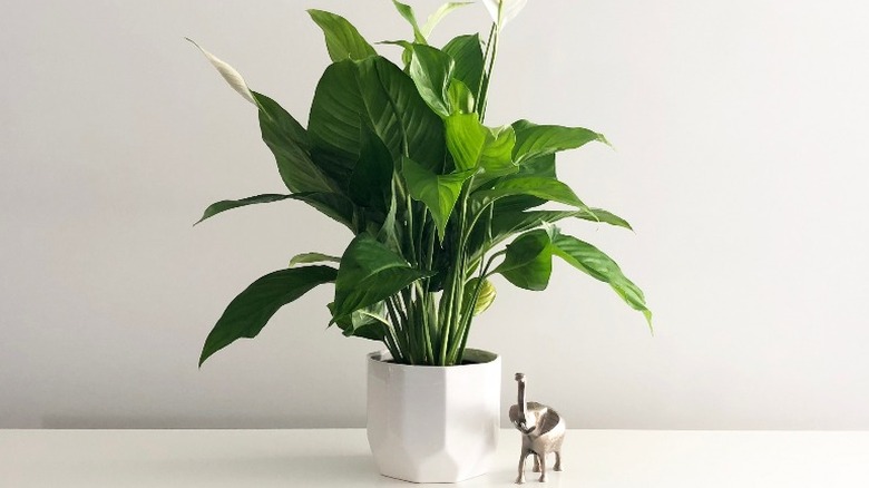 Peace lily in a pot