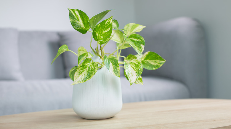 Pothos plant on a table