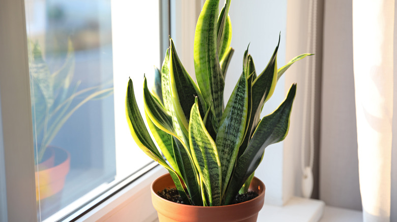 Snake plant by a window