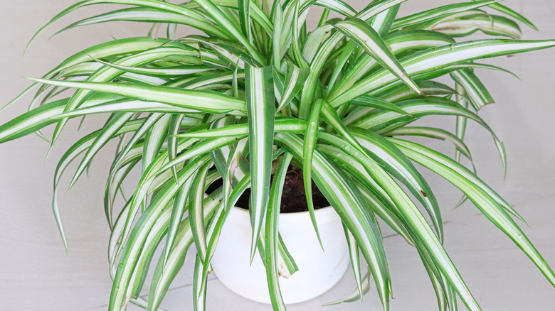 Spider plant in a pot