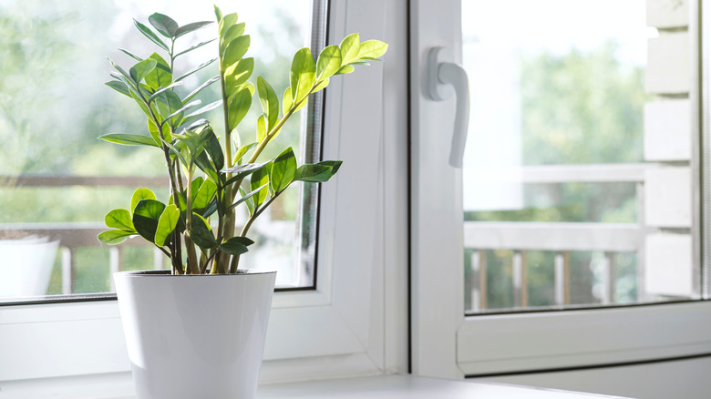 ZZ plant by a window