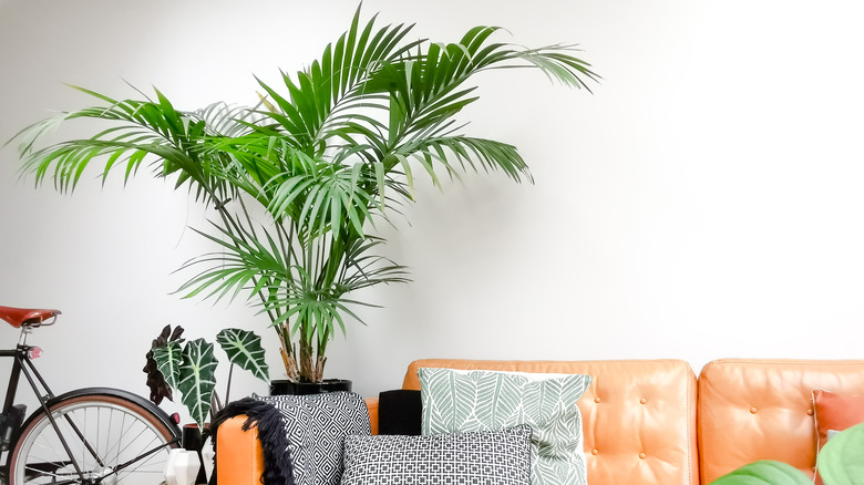 couch, bike and kentia palm 