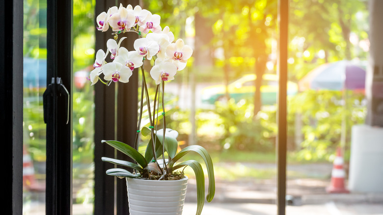 Moth orchid near window 