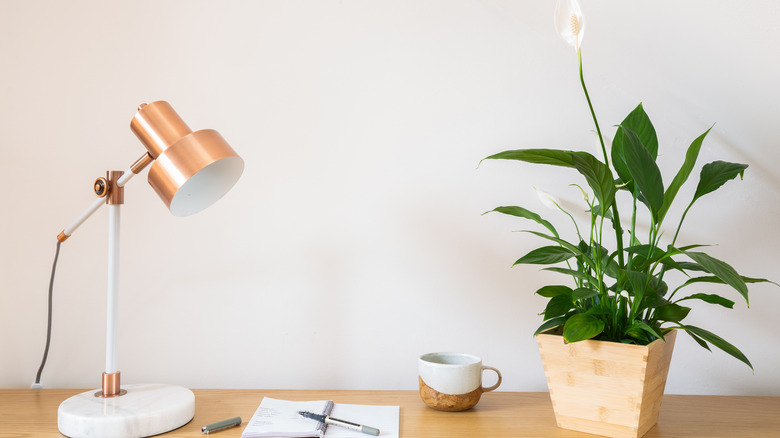 Peace lily houseplant