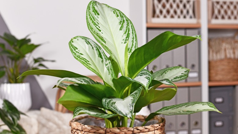 Potted silver evergreen houseplant