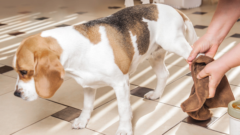 dogs' paws being cleaned