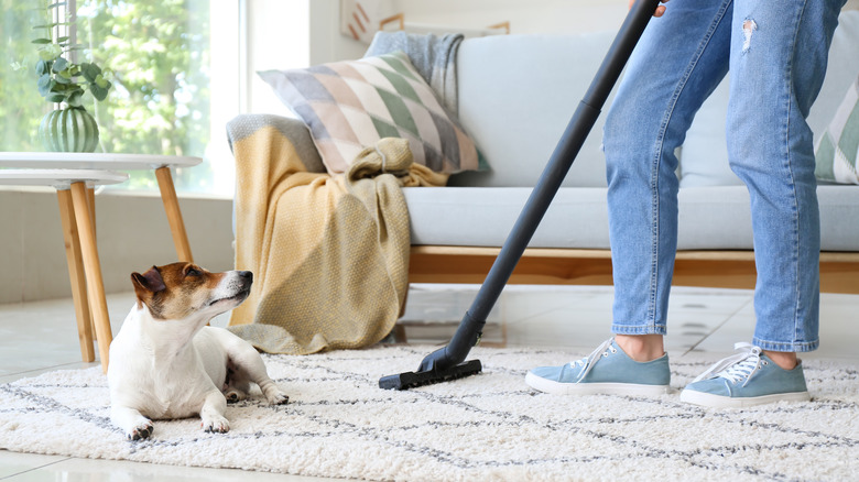 pet owner vacuuming carpet