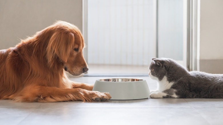 dog and cat staring at food