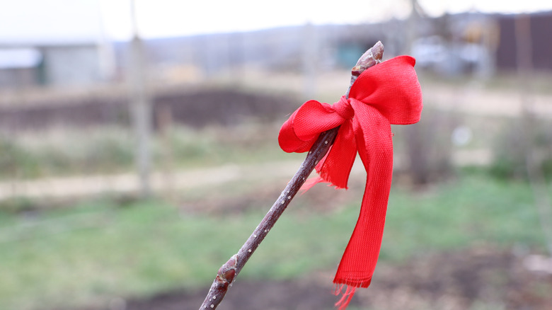 Red ribbon tied around a stick