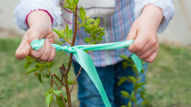 Tying a ribbon around a sapling