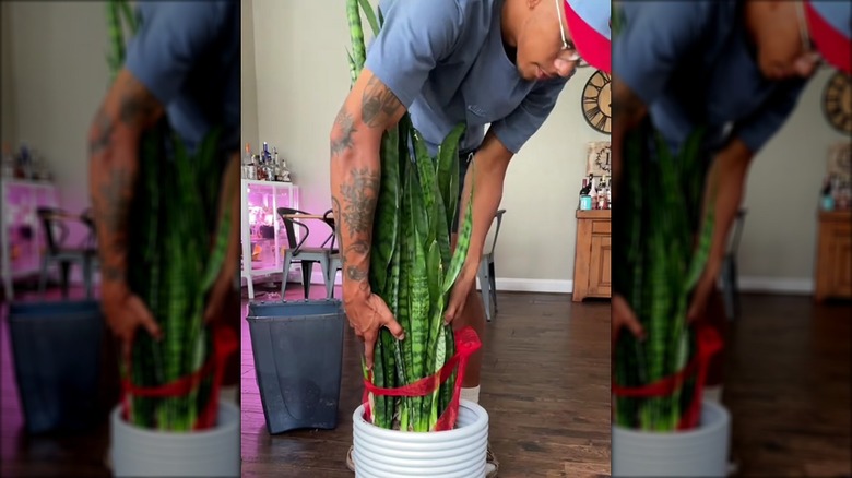 Person repotting a snake plant with a ribbon