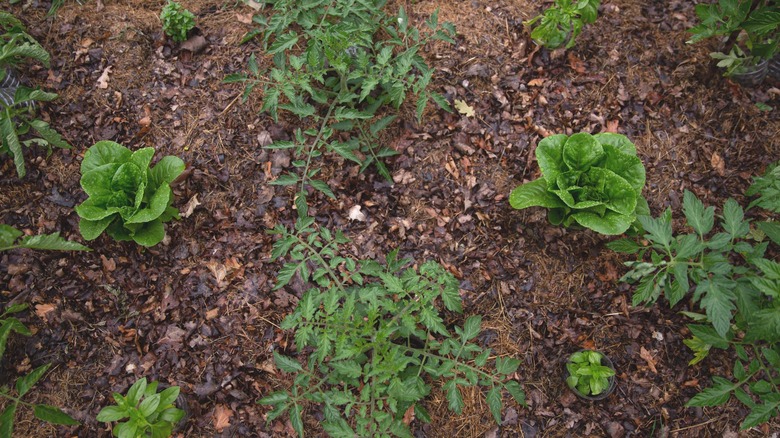 basil and tomato plants