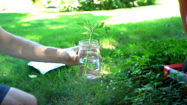 tomato sucker in jar of water