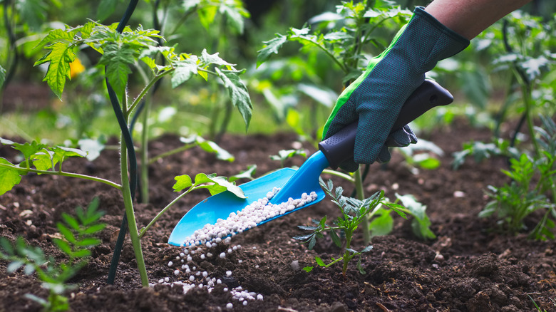 fertilizing young tomato plants