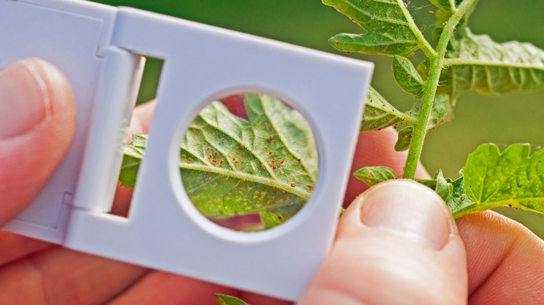 monitoring tomato pests with lens