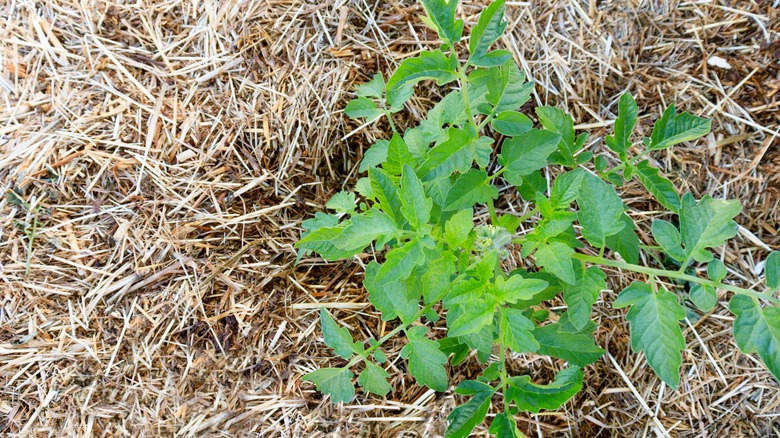 dried grass around tomato plant