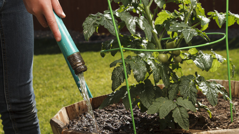 watering tomato plant with hose