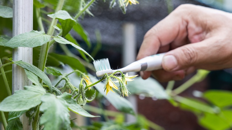 manipulating pollination with electric toothbrush