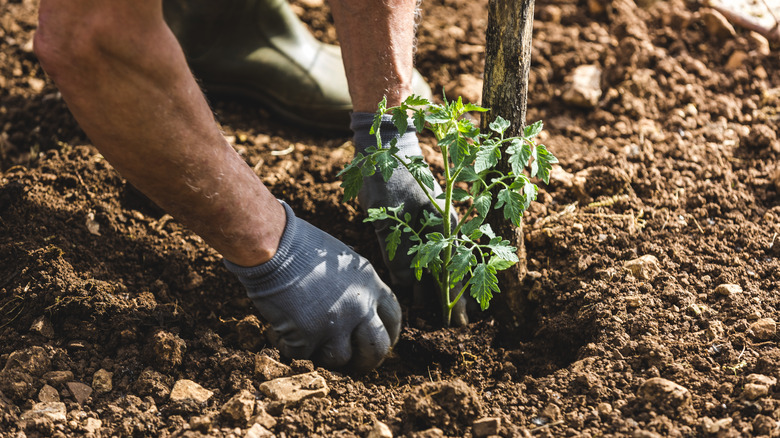 planting tomato seedling