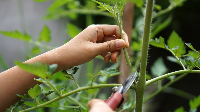 trimming sucker on tomato plant