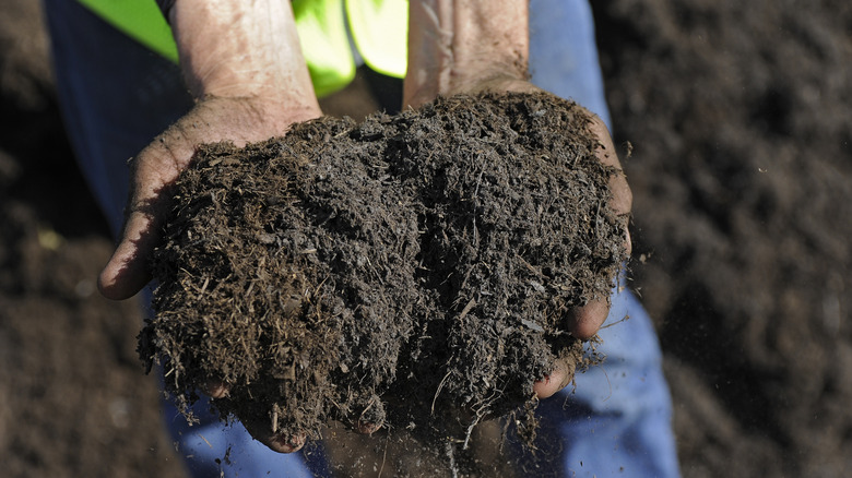 hand holding compost