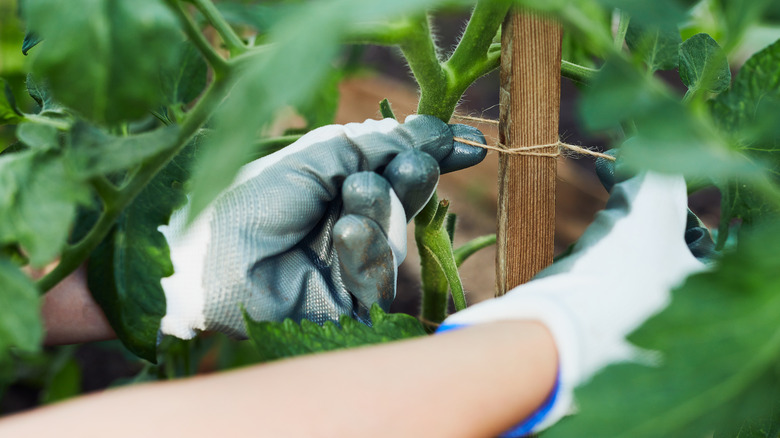 tying tomato plant to stake