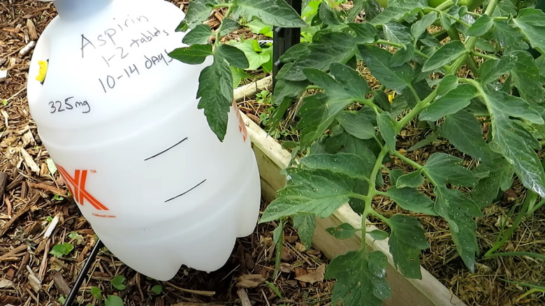 sprayer beside tomato plant