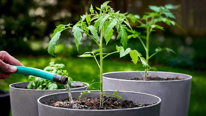 watering tomato plants in containers