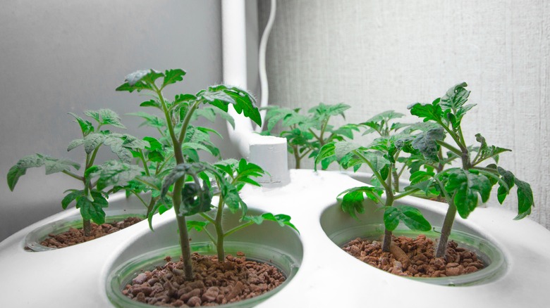 young tomato plants in bright area