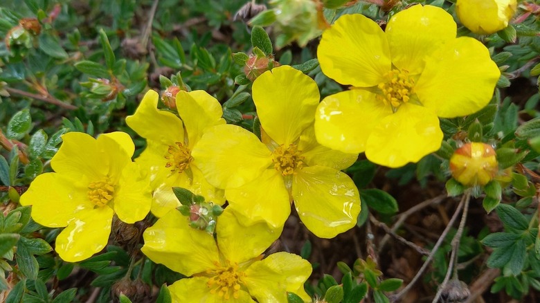 Cinquefoil in garden