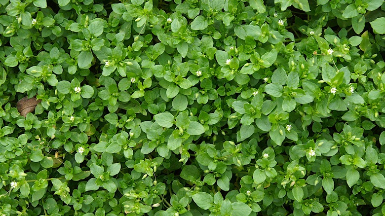 Common chickweed leaves