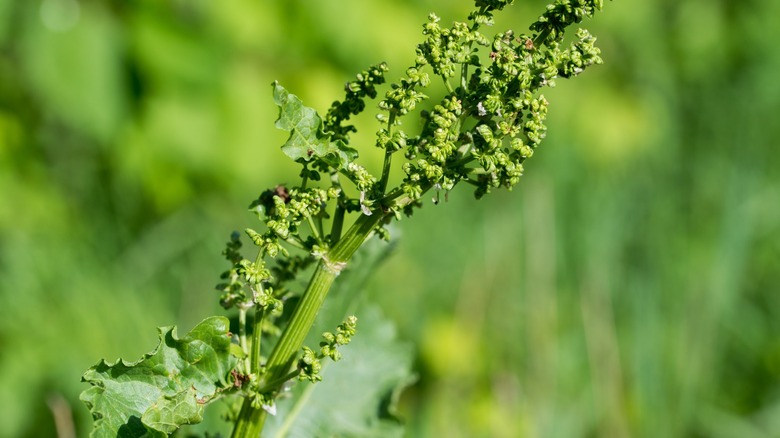 Curly Dock in lawn