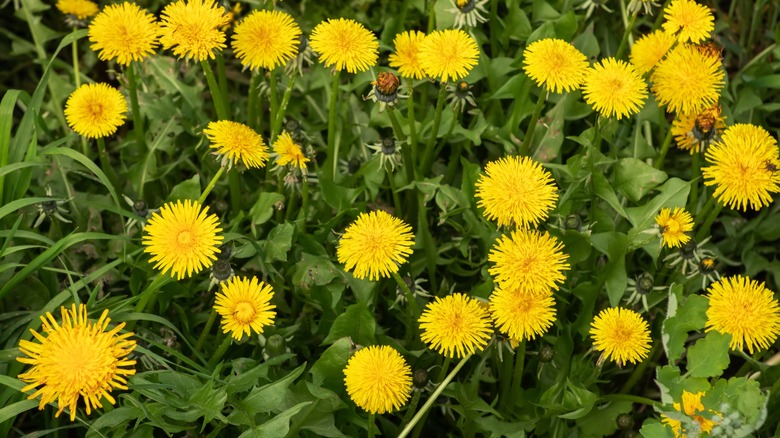 Dandelions in bloom