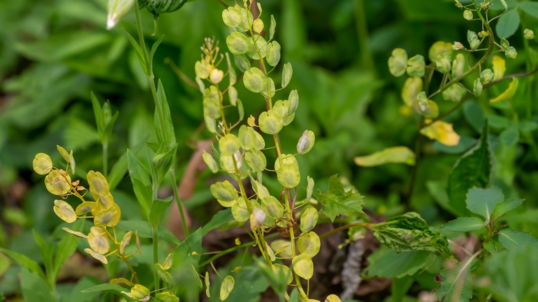 Field pennycress weed