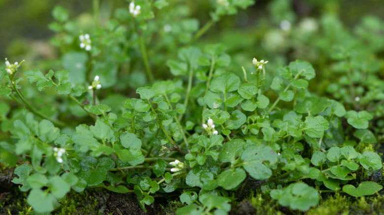 Hairy bittercress weed