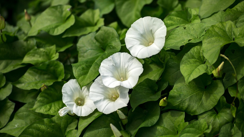 Hedge bindweed in garden