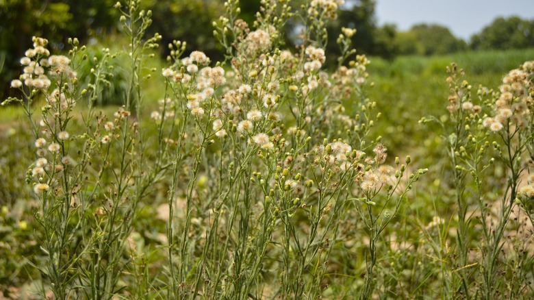 Horseweed with flowers