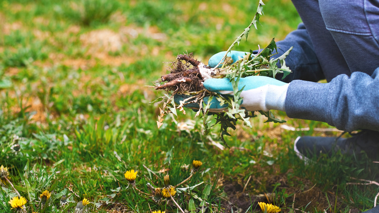 Pulling out dandelion weeds