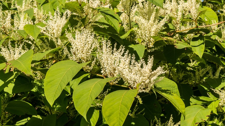 Japanese knotweed in garden