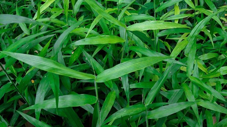 Japanese stiltgrass