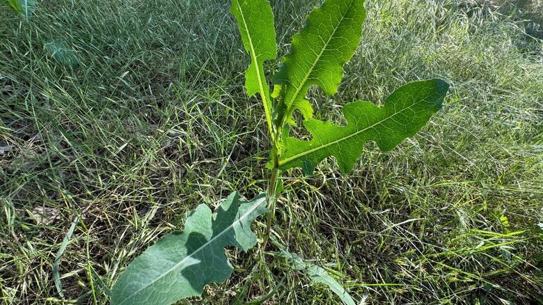 Prickly lettuce weed