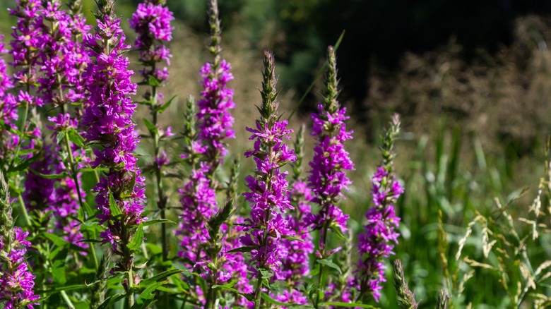 Purple loosestrife in garden