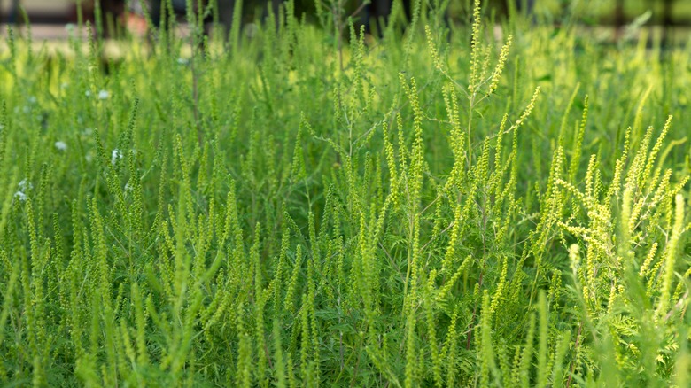 Common Ragweed bushes