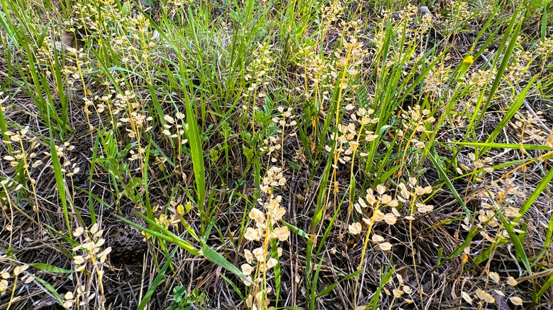 Shepherd's purse with blooms