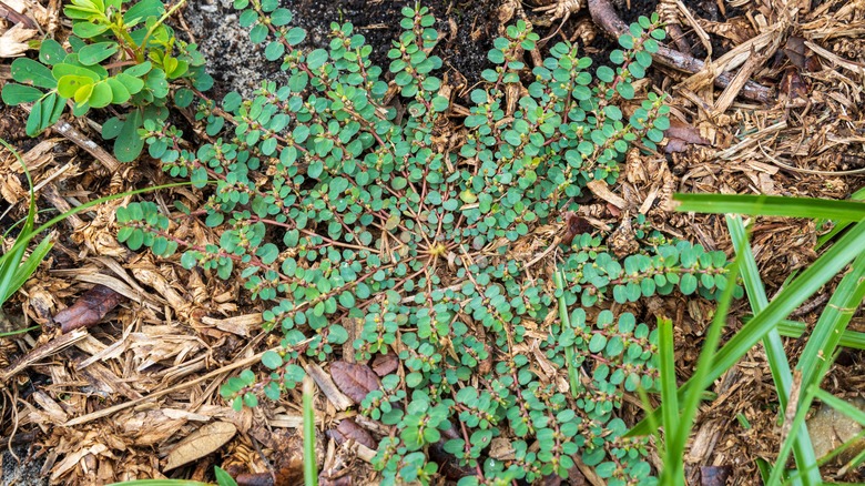 Spotted spurge weed