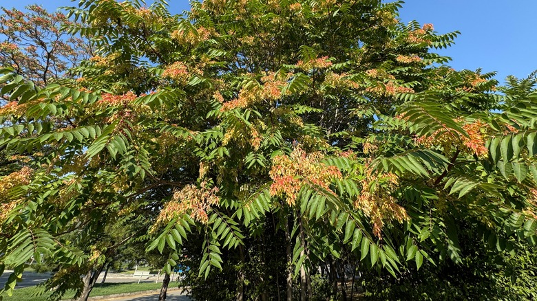 Tree-of-heaven leaves and flowers